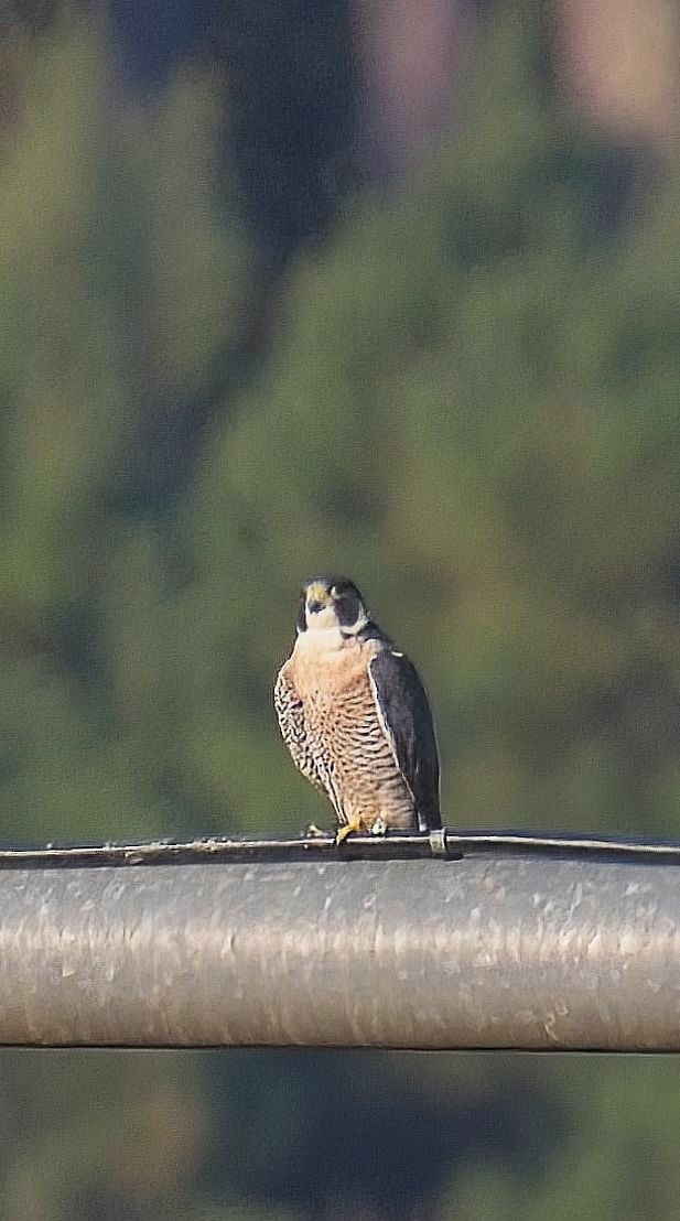 Peregrine Falcon - ML608516341