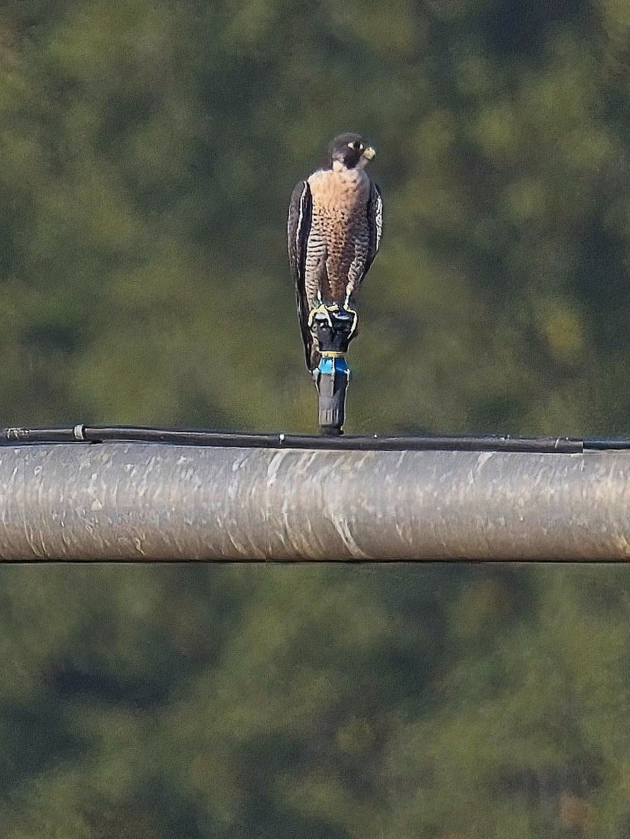 Peregrine Falcon - ML608516342