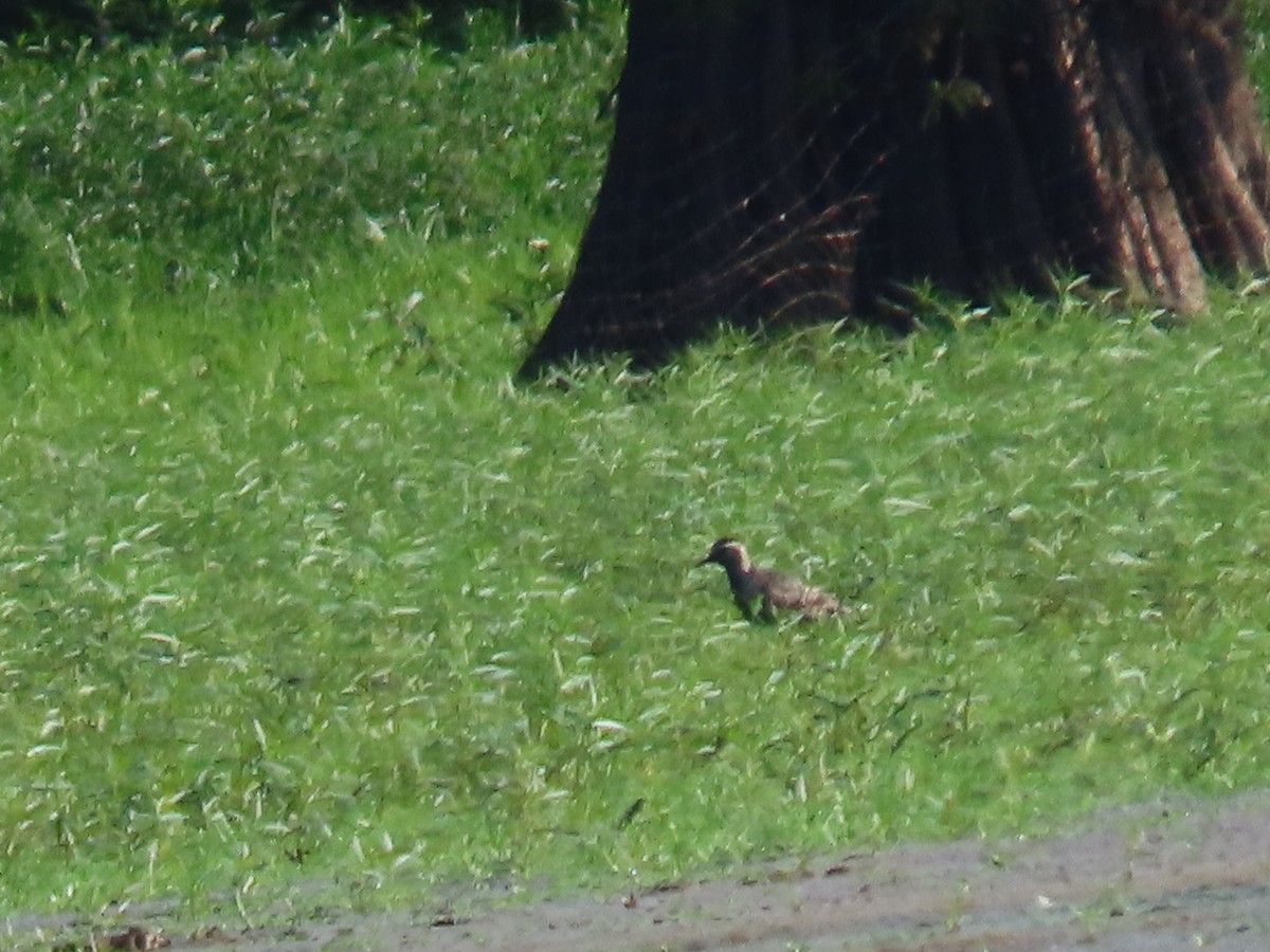 American Golden-Plover - ML608516351