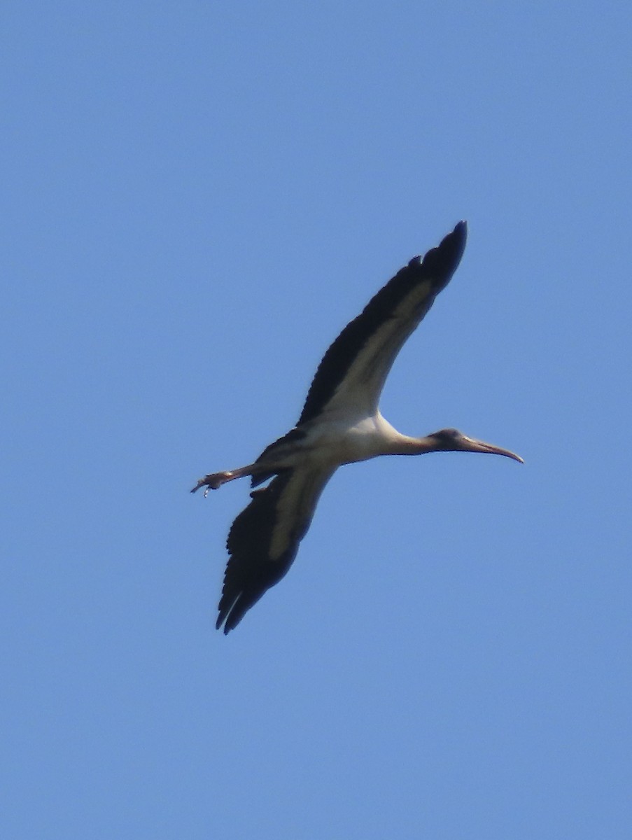 Wood Stork - ML608516364