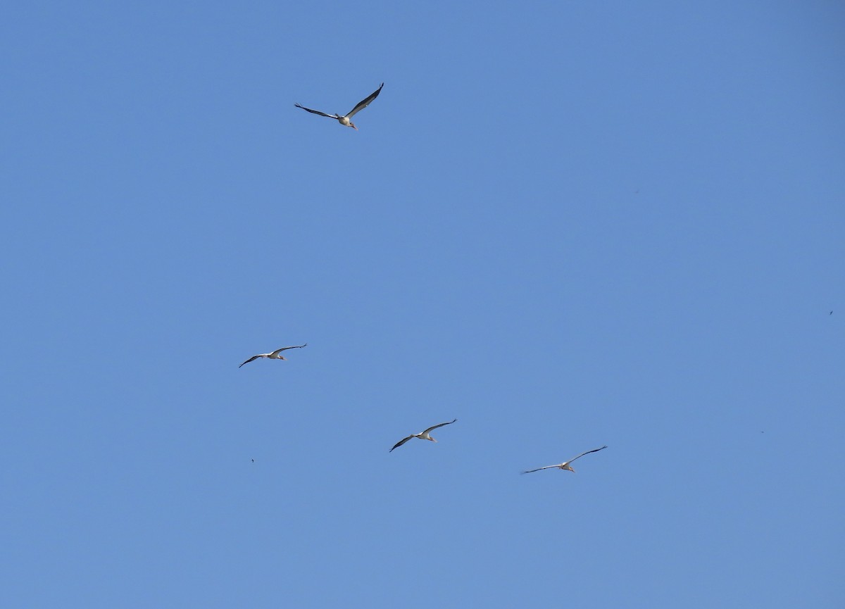 Wood Stork - Vicki Nebes