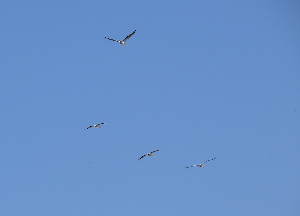 Wood Stork - ML608516367