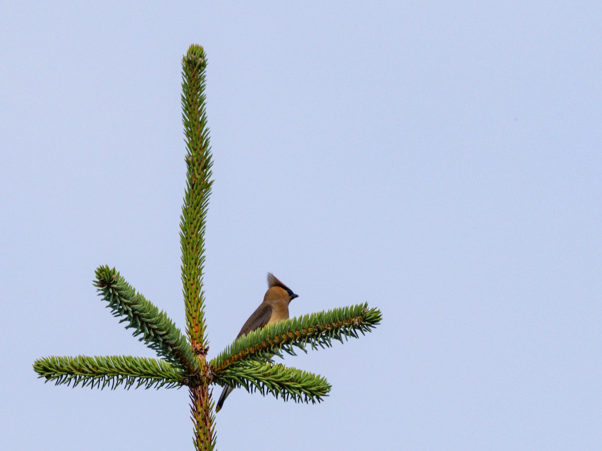 Cedar Waxwing - ML608516378