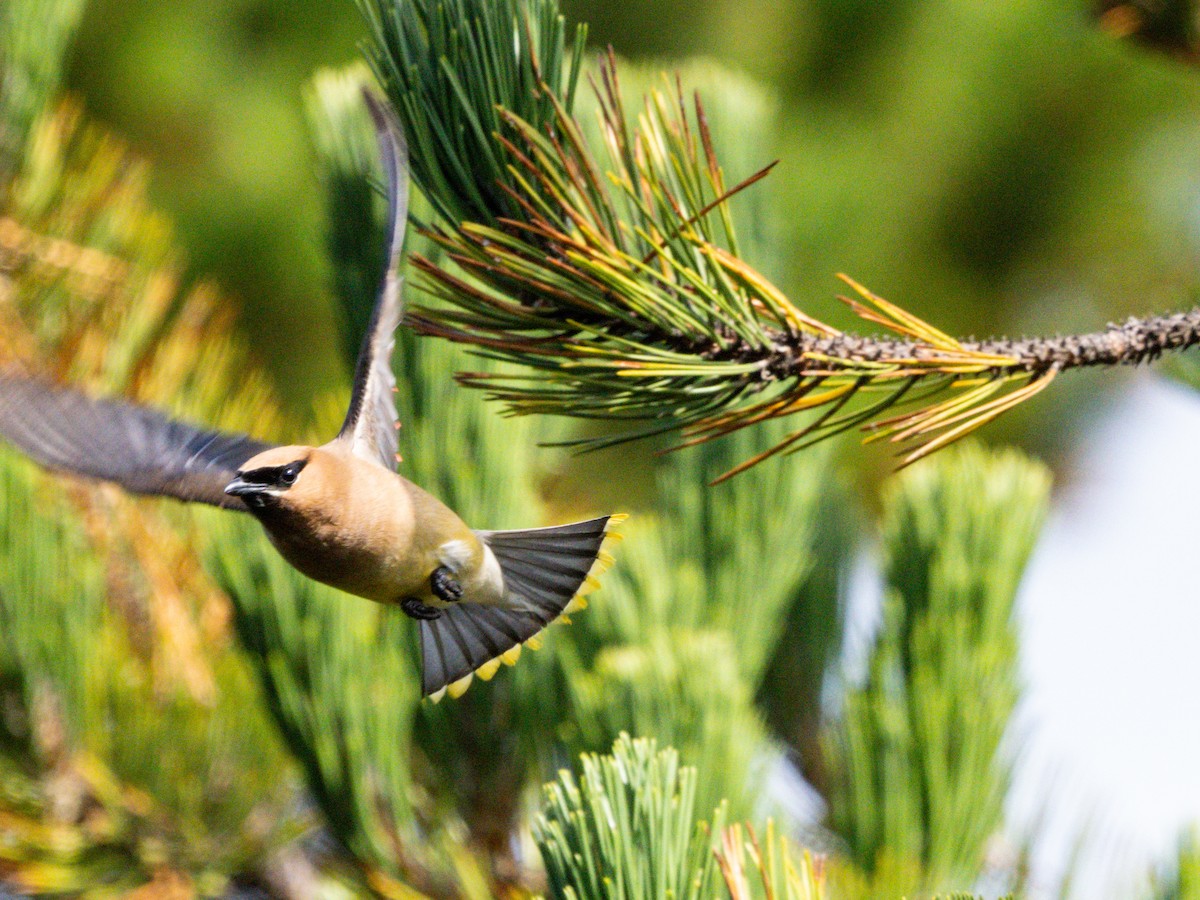 Cedar Waxwing - ML608516379