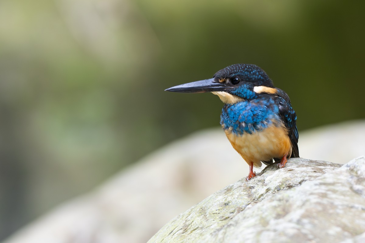 Javan Blue-banded Kingfisher - ML608516421