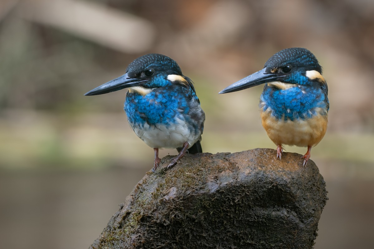 Javan Blue-banded Kingfisher - ML608516422