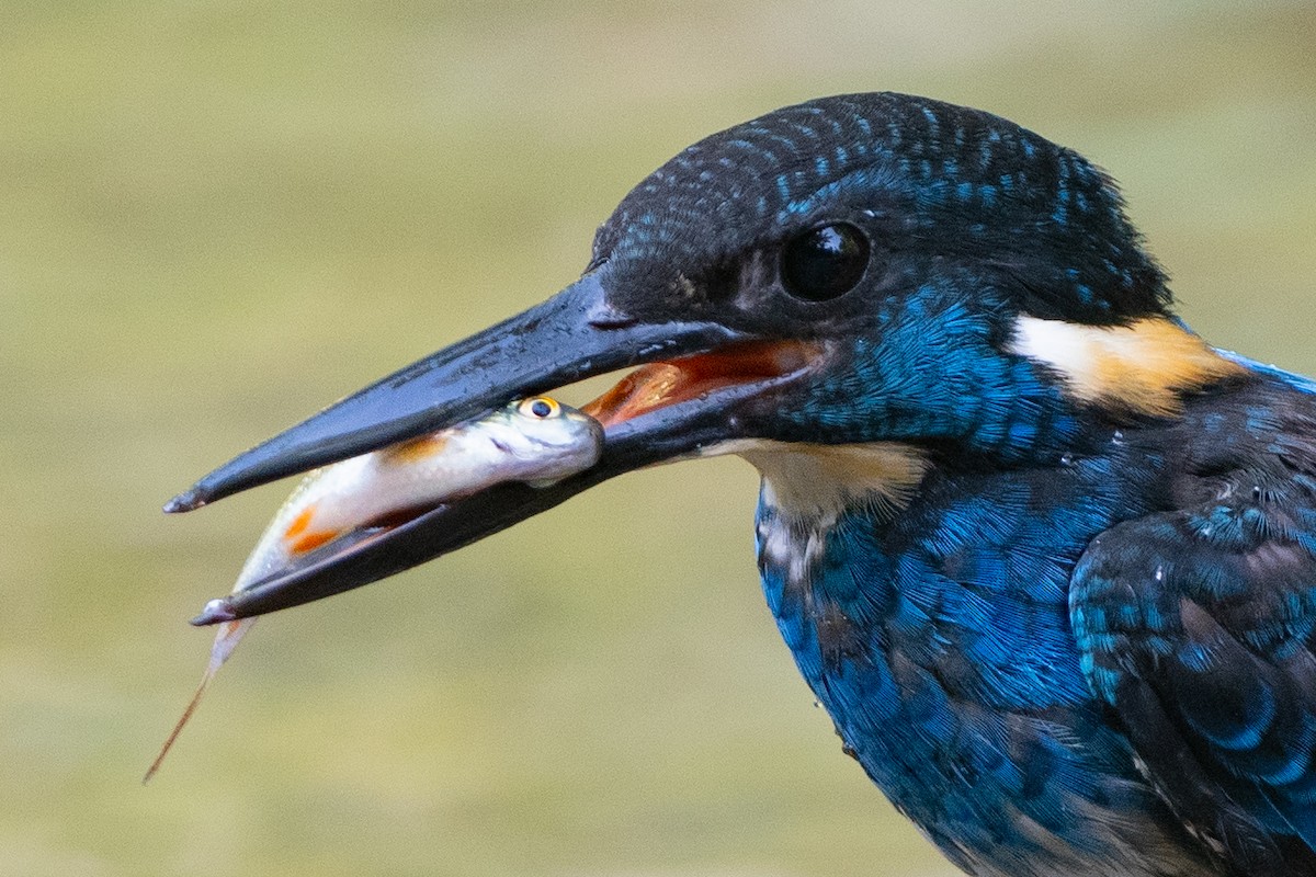 Javan Blue-banded Kingfisher - ML608516423