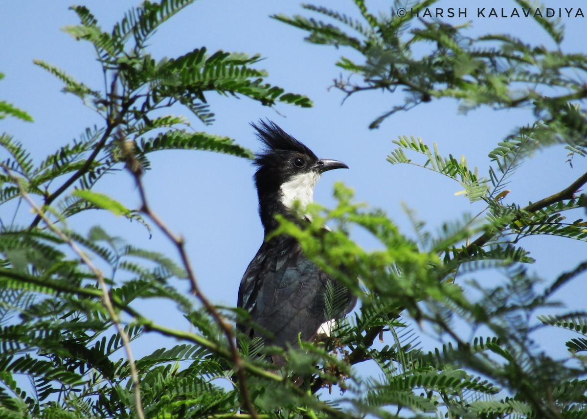 Pied Cuckoo - Harsh Kalavadiya