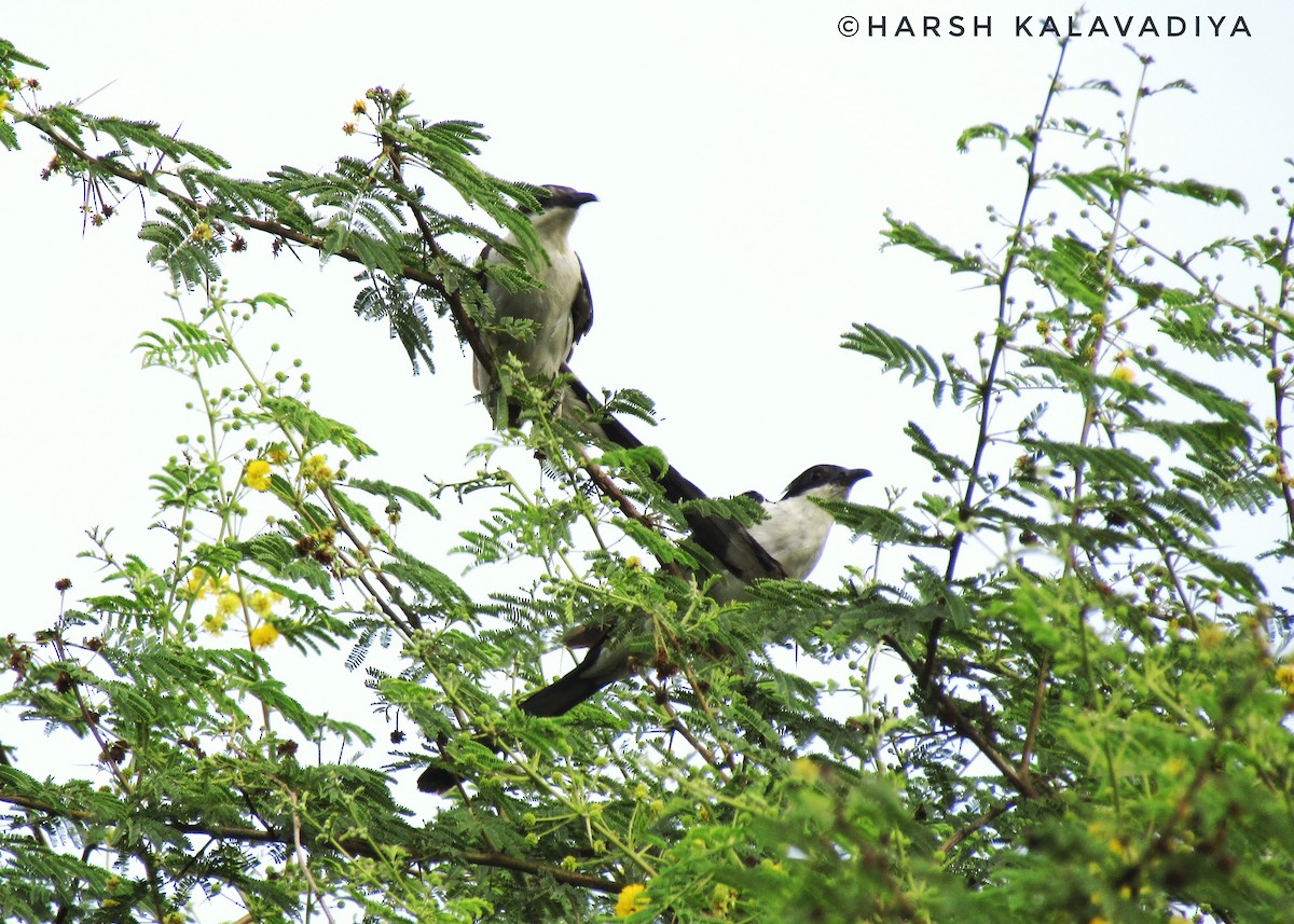 Pied Cuckoo - ML608516562