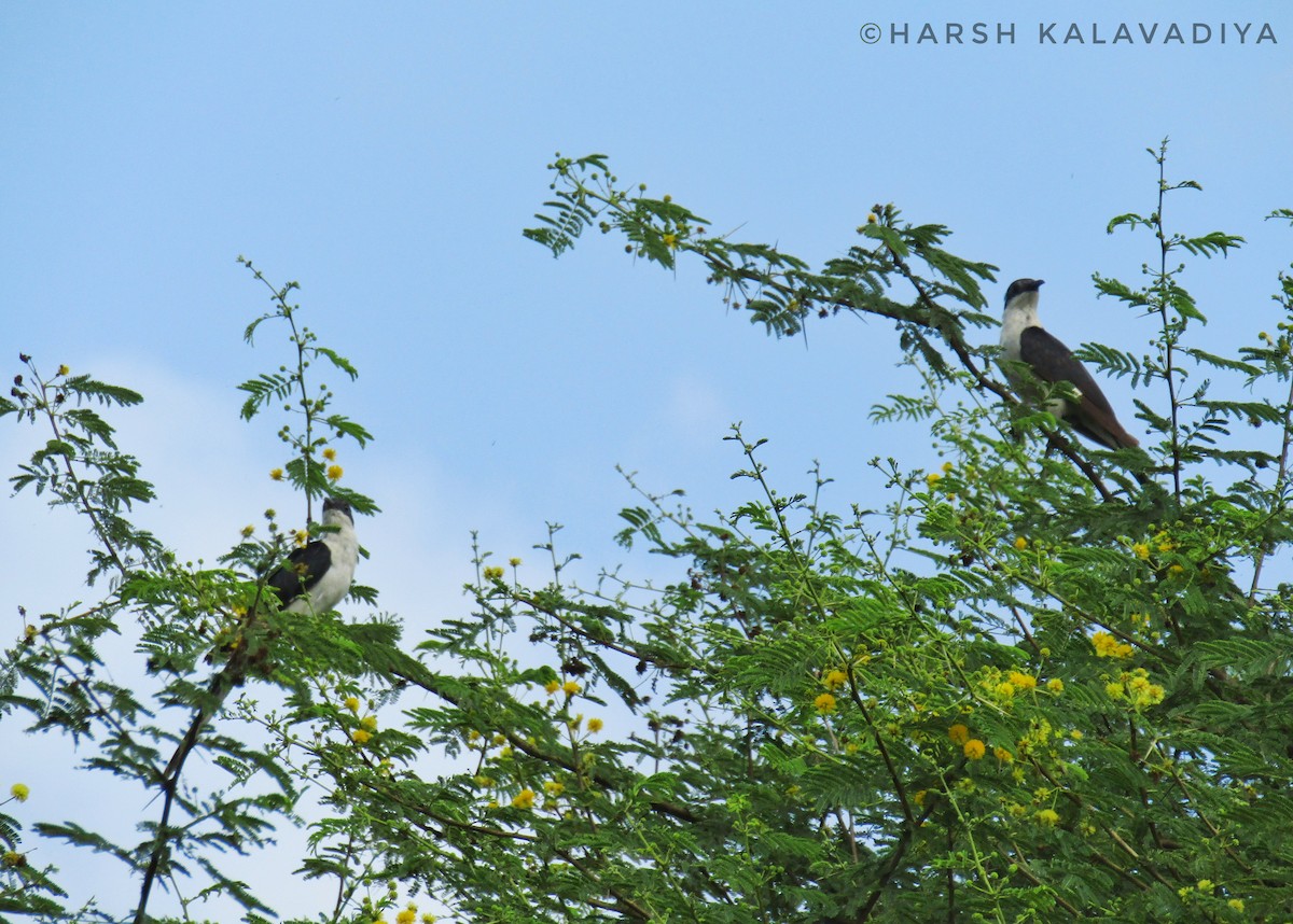 Pied Cuckoo - ML608516564