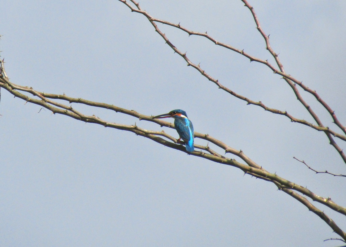 Common Kingfisher - Harsh Kalavadiya