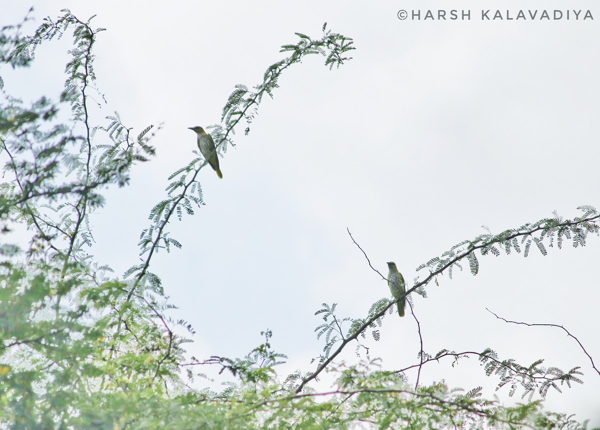 Indian Golden Oriole - Harsh Kalavadiya