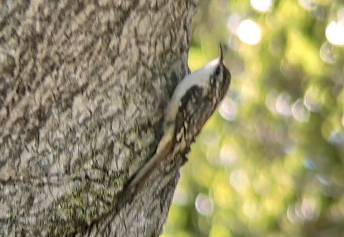 Brown Creeper - ML608516665