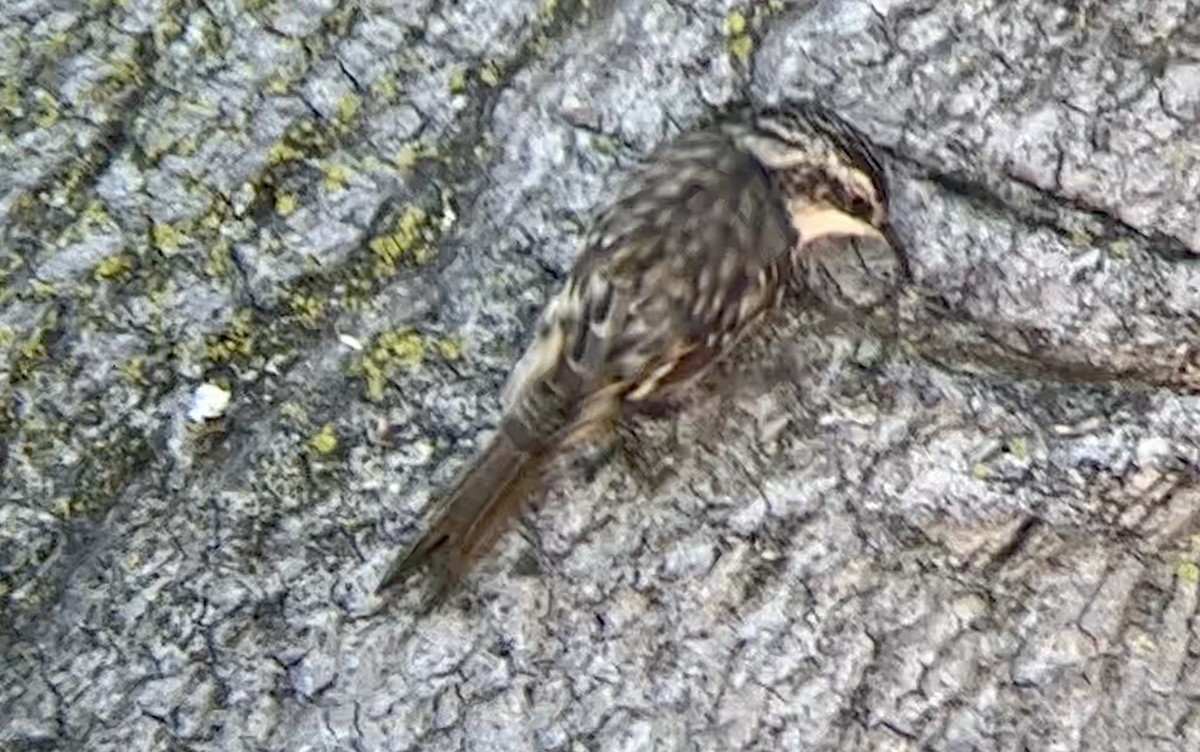 Brown Creeper - ML608516667