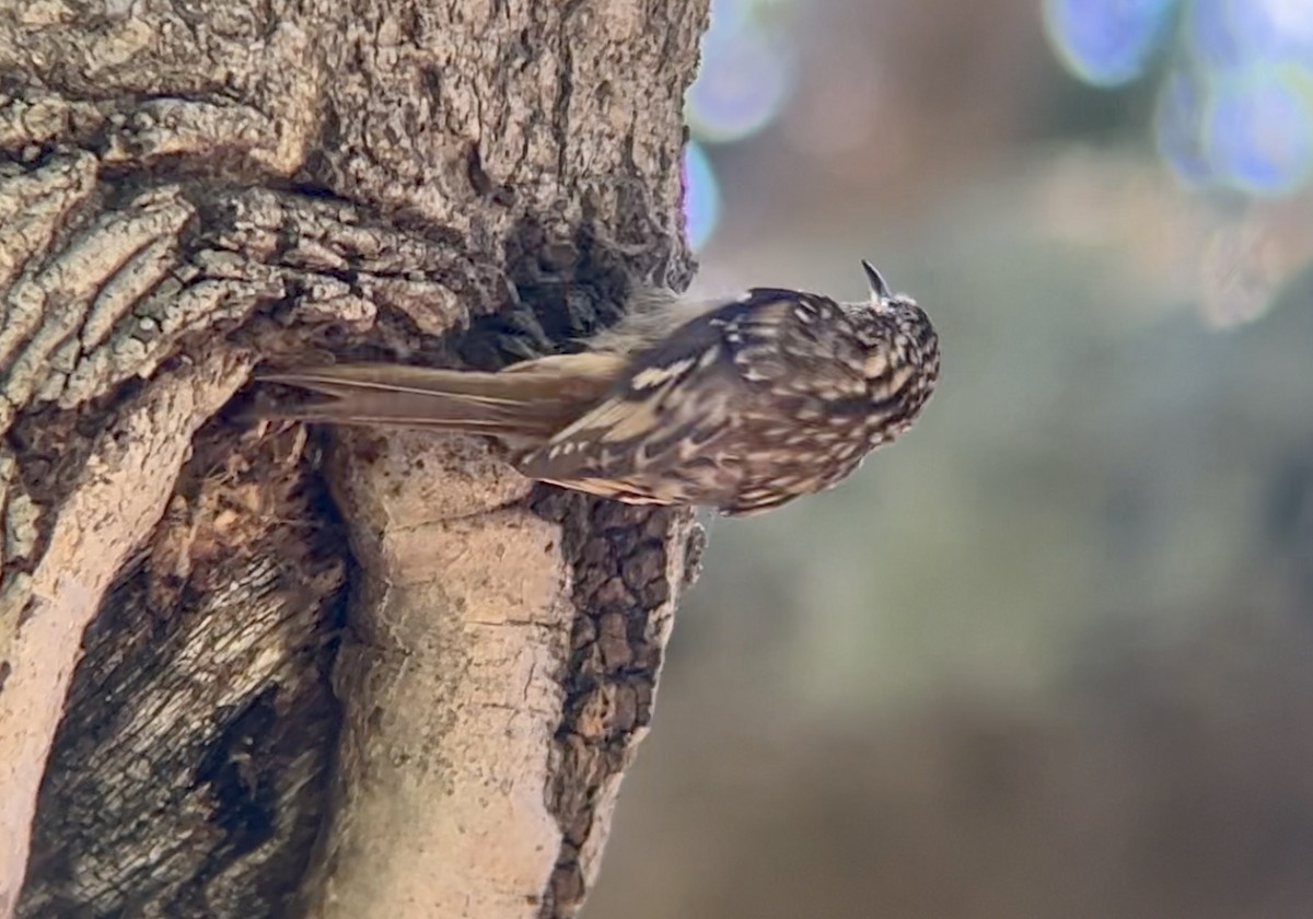 Brown Creeper - ML608516669