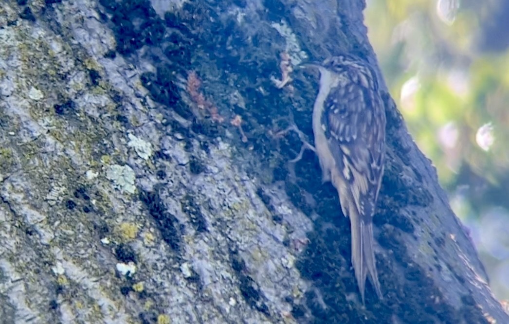 Brown Creeper - ML608516672