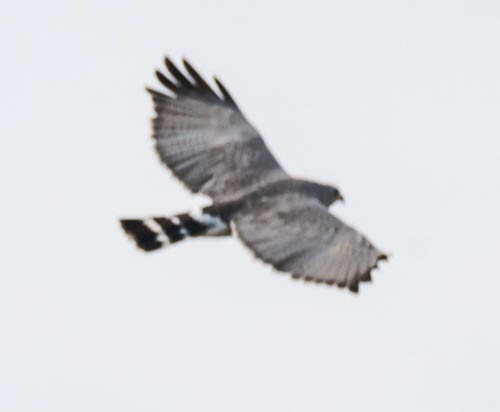 Gray Hawk - ML608516697