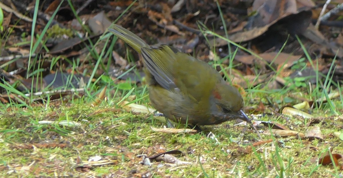 Rufous-naped Bellbird - Randall Siebert