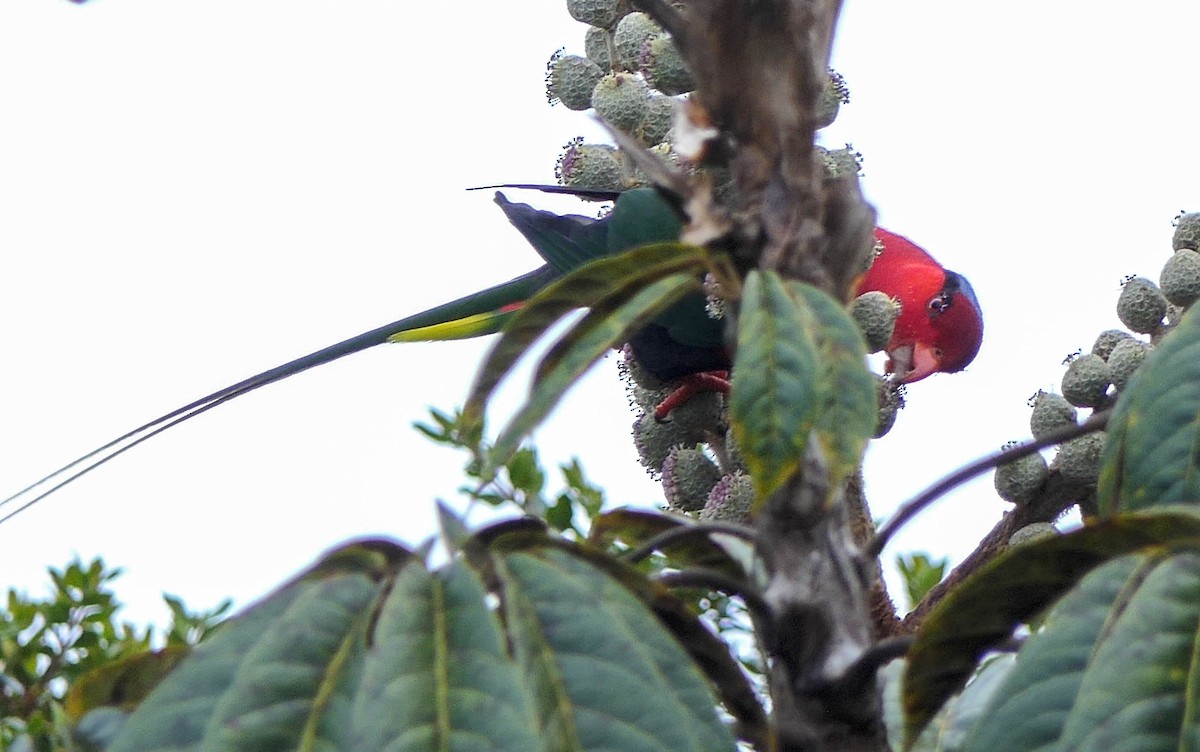 Stella's Lorikeet - Randall Siebert