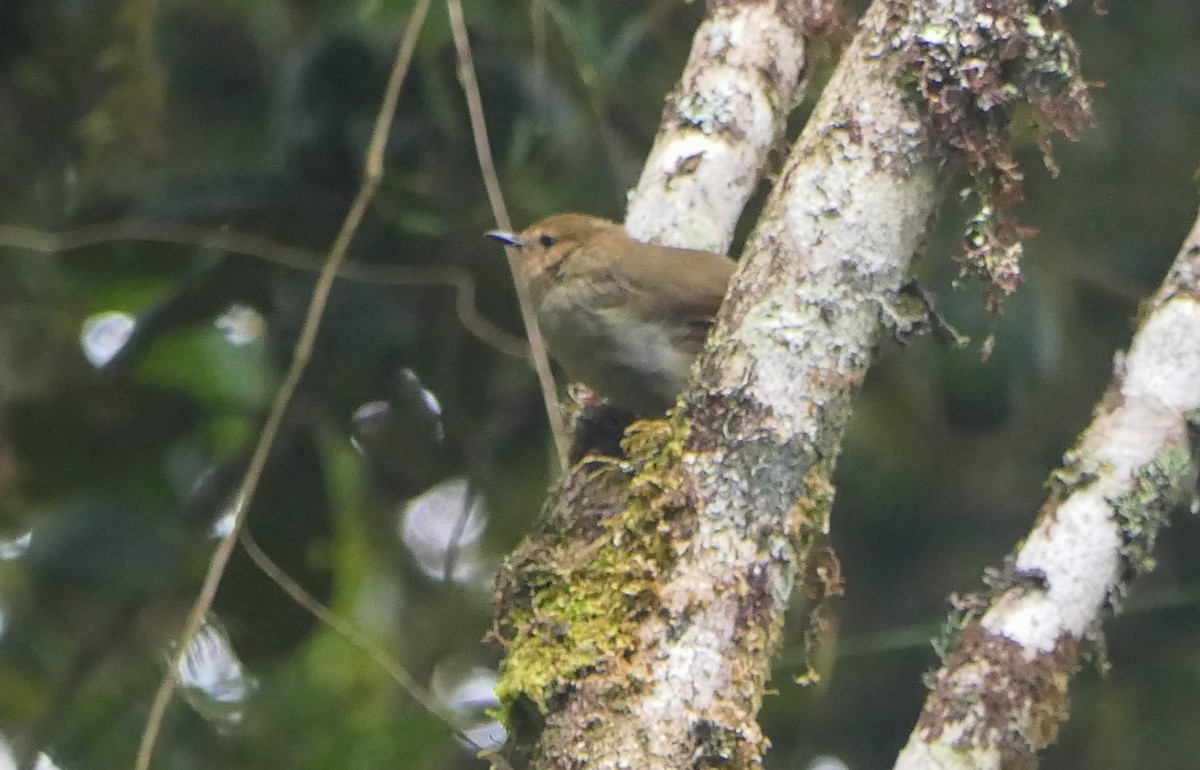 Large Scrubwren - ML608516787