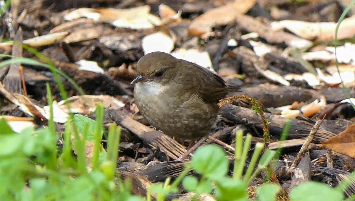 Mountain Mouse-Warbler - ML608516788