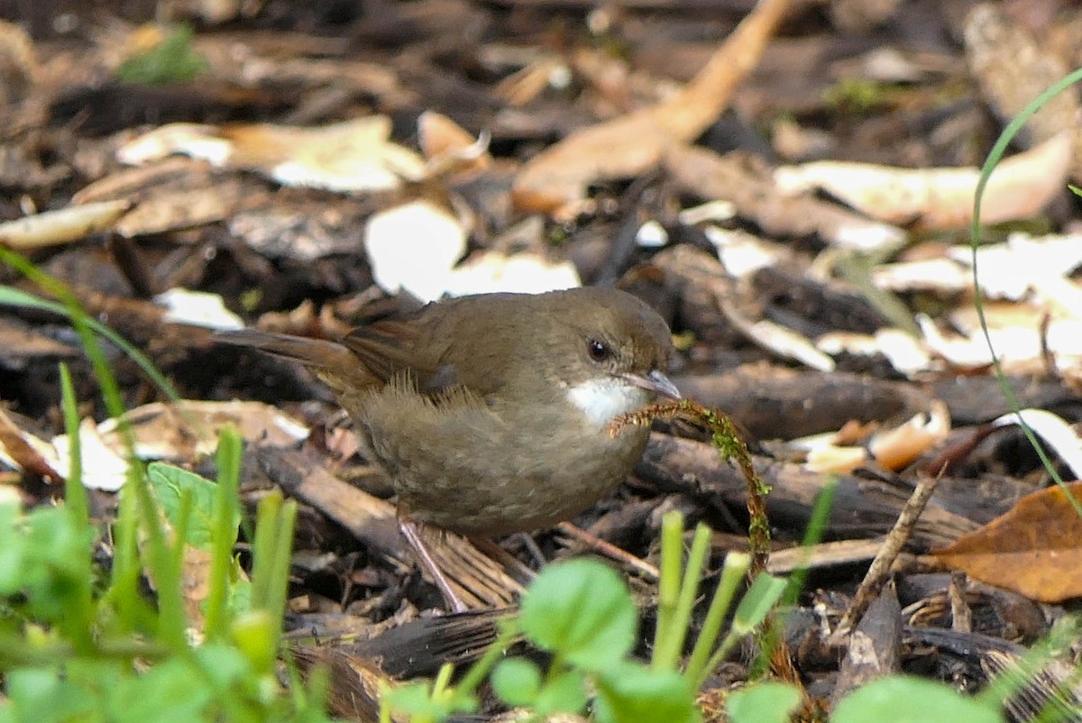 ヤマネズミムシクイ - ML608516789