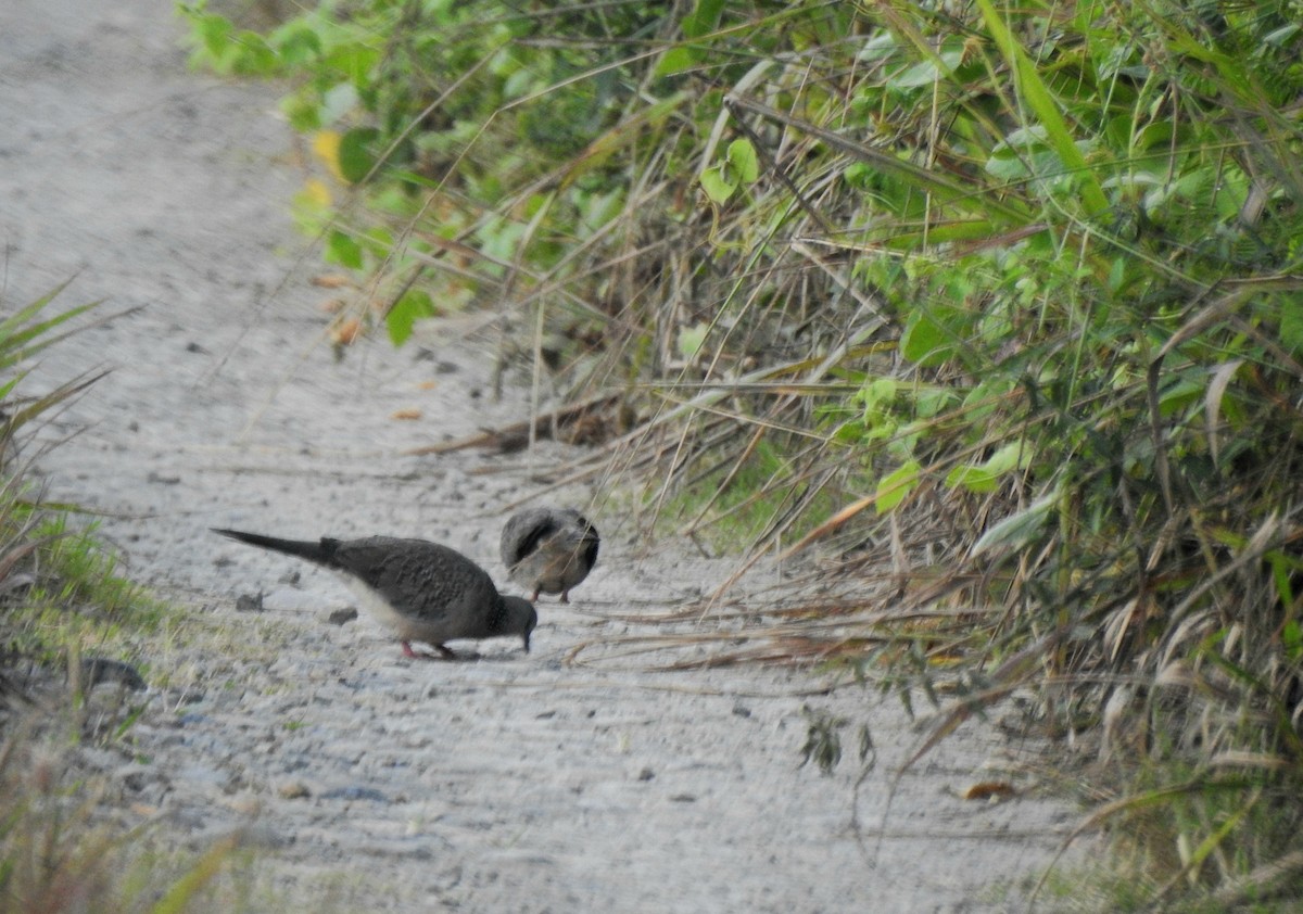 珠頸斑鳩 - ML608516900