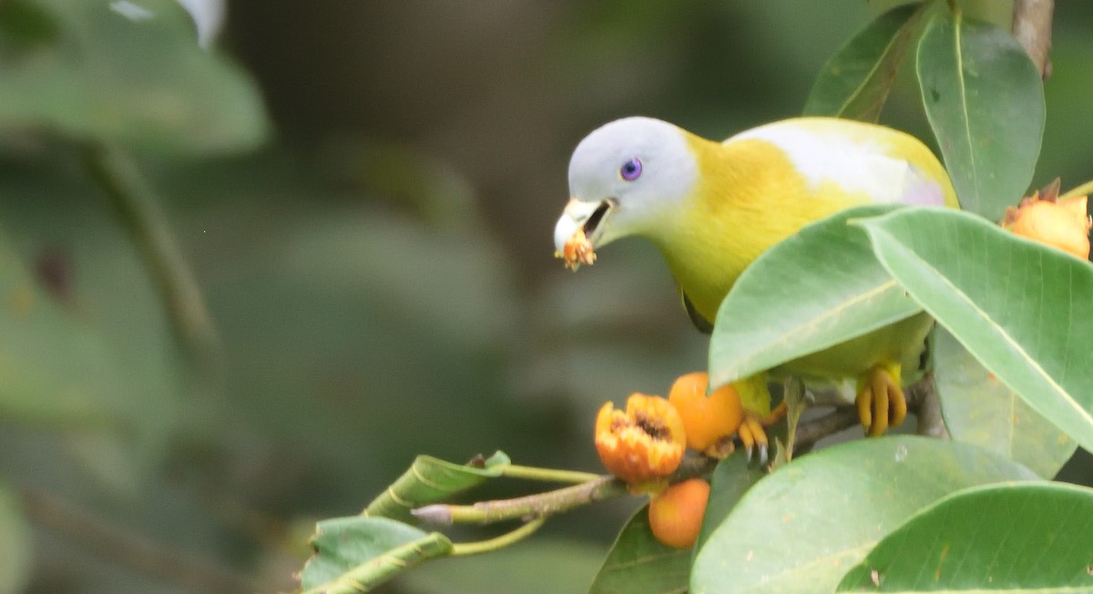 Yellow-footed Green-Pigeon - ML608516901