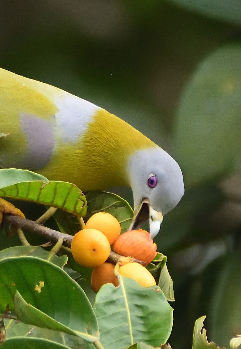 Yellow-footed Green-Pigeon - ML608516902