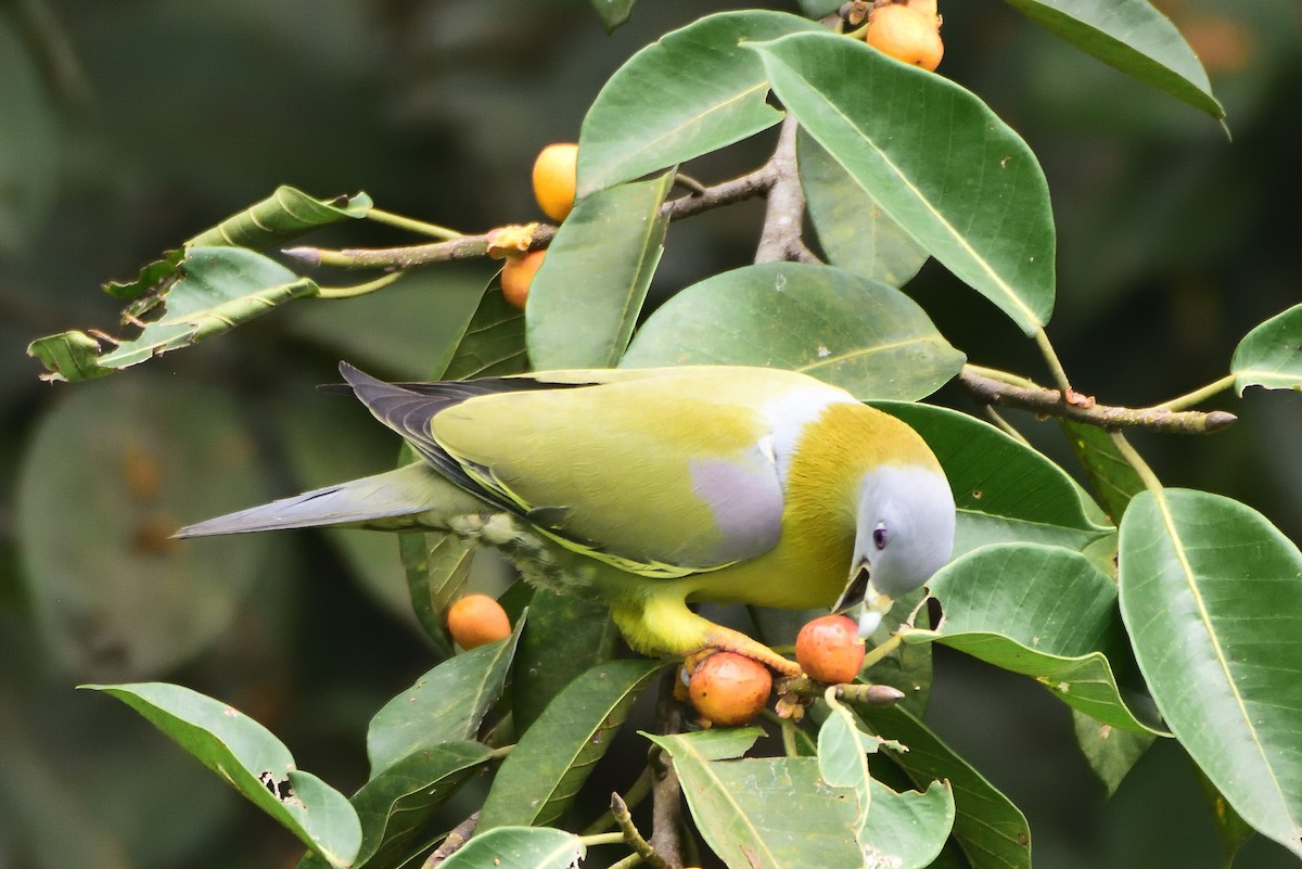 Yellow-footed Green-Pigeon - ML608516903