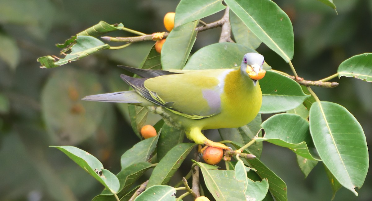 Yellow-footed Green-Pigeon - ML608516904