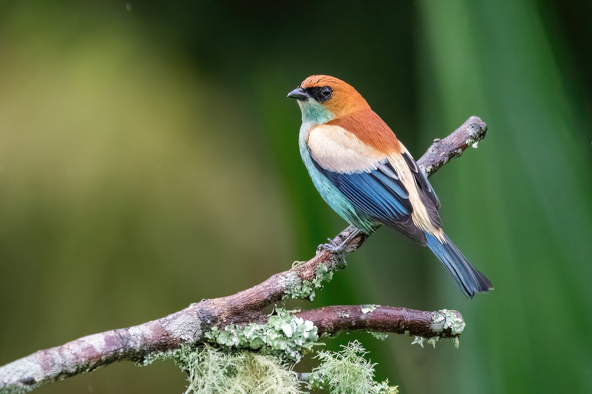 Chestnut-backed Tanager - Raphael Kurz -  Aves do Sul