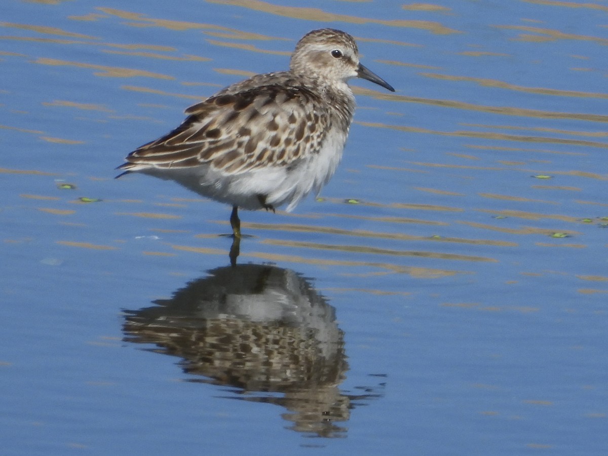 Least Sandpiper - ML608516994