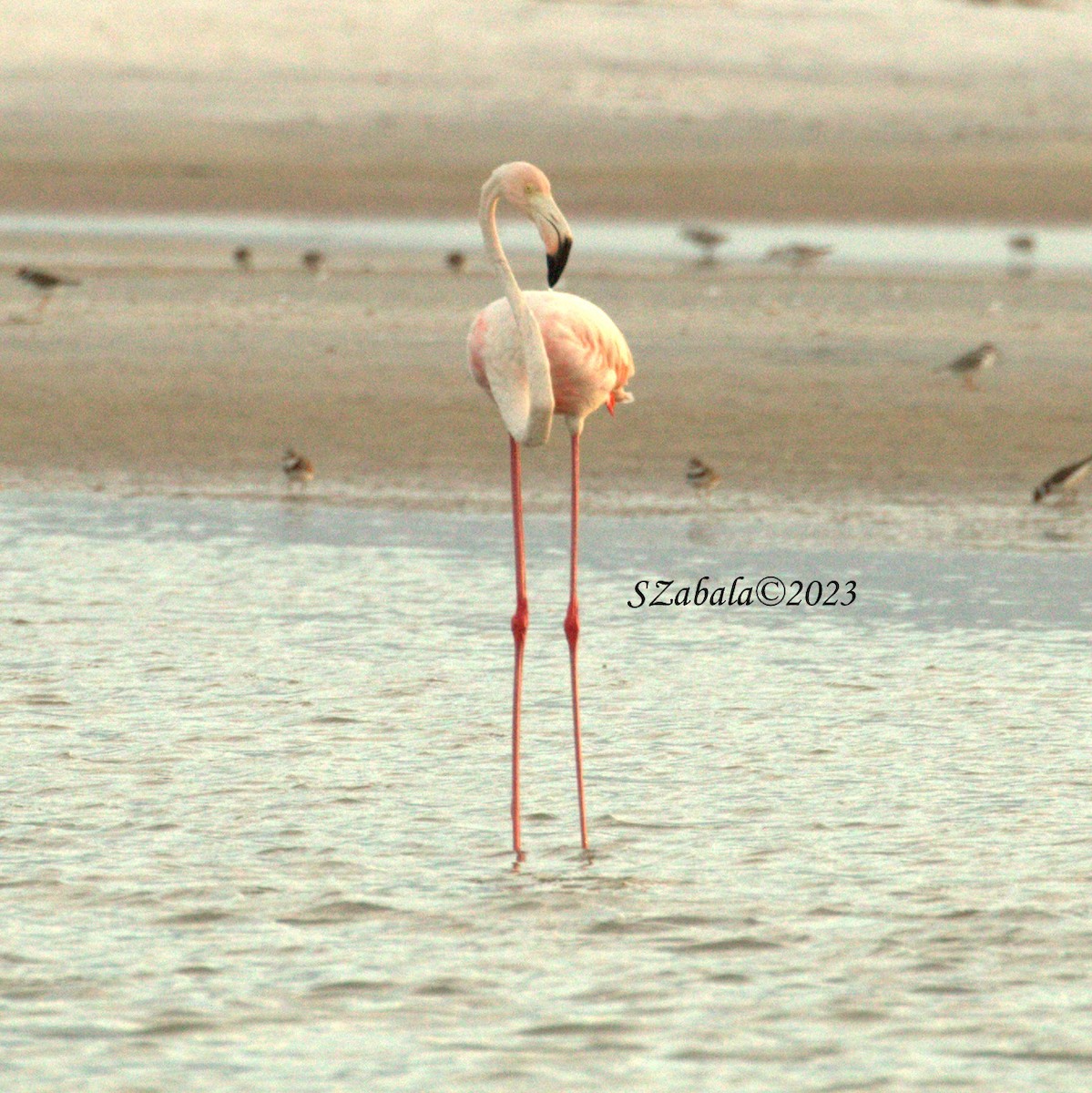 Flamant des Caraïbes - ML608517090