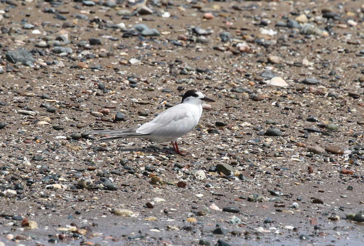 Common Tern - Majbah Mishu