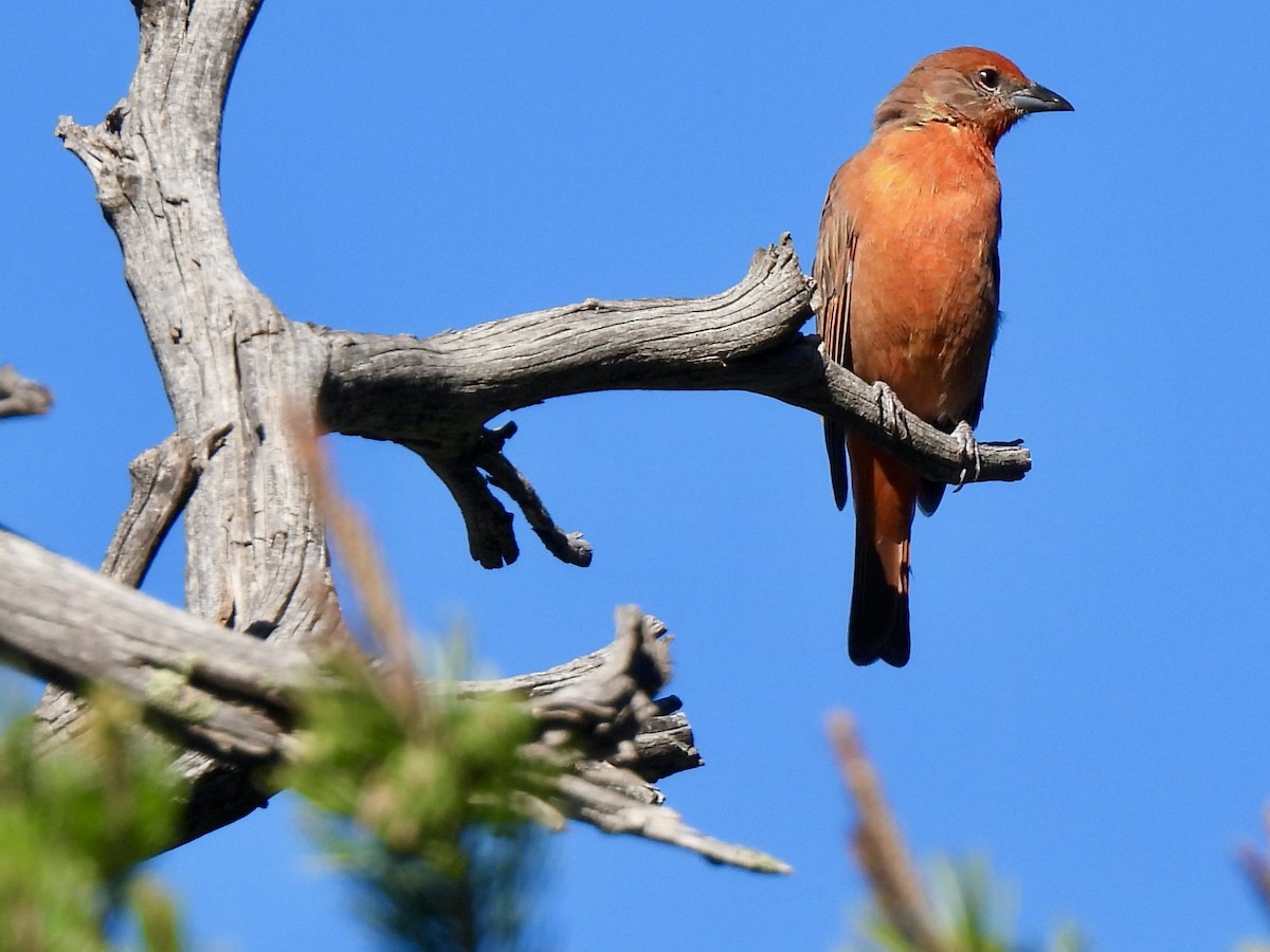 Hepatic Tanager - Bill Lisowsky
