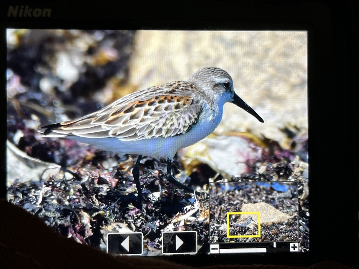 Western Sandpiper - ML608517310