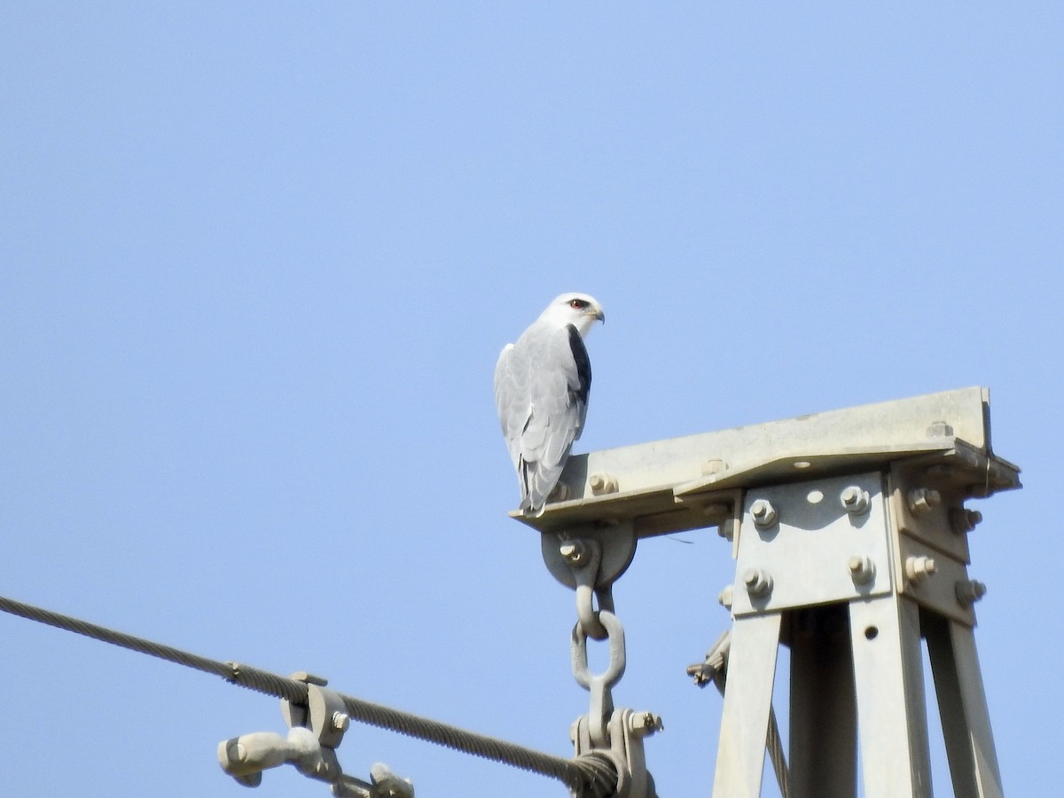 Black-winged Kite - ML608517409