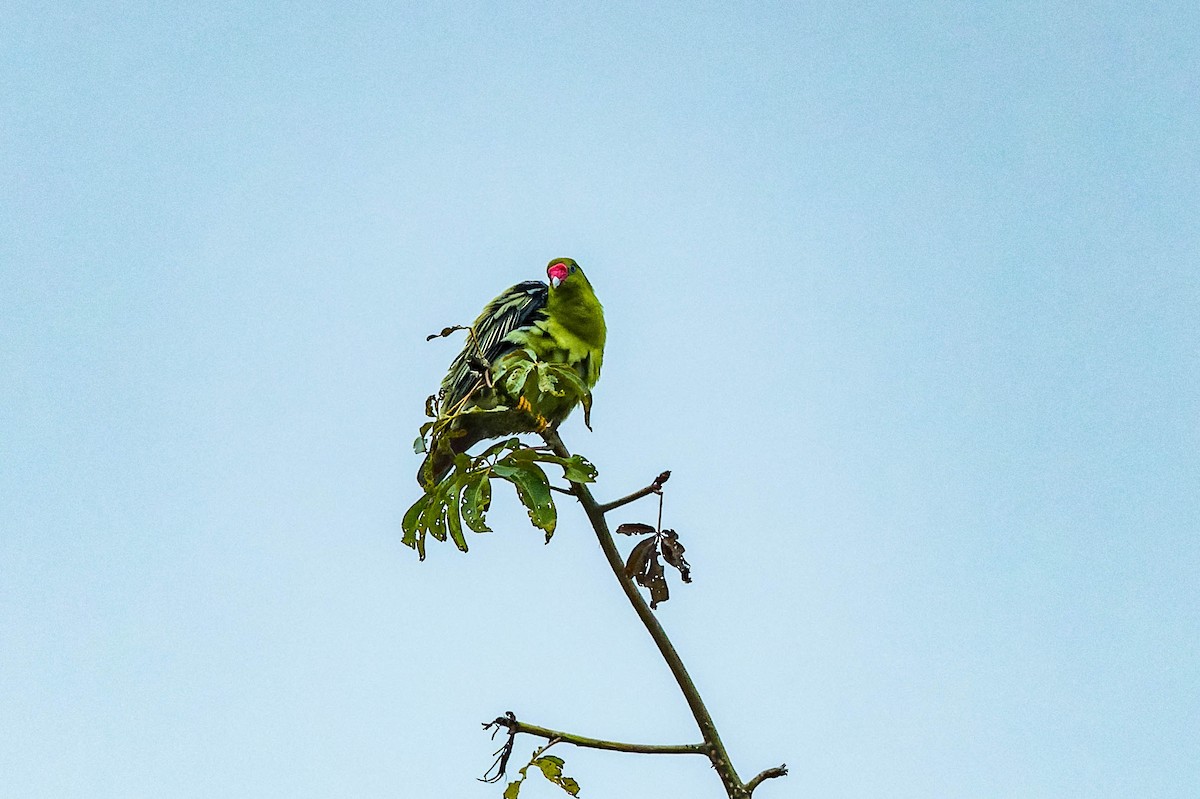 African Green-Pigeon - ML608517446