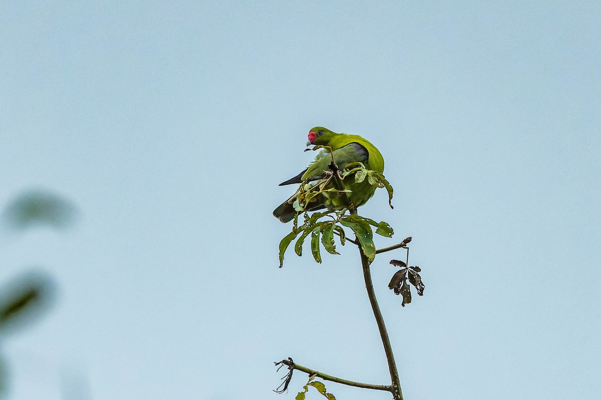 African Green-Pigeon - ML608517449