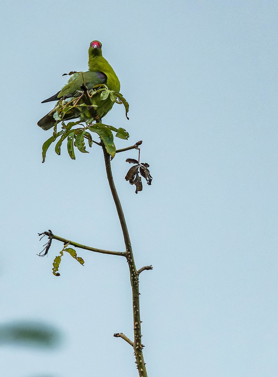 African Green-Pigeon - ML608517450