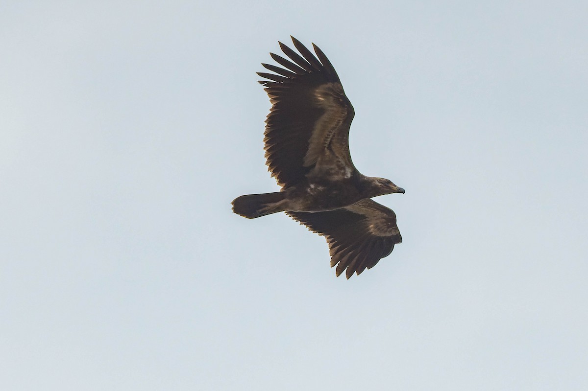 Palm-nut Vulture - ML608517562