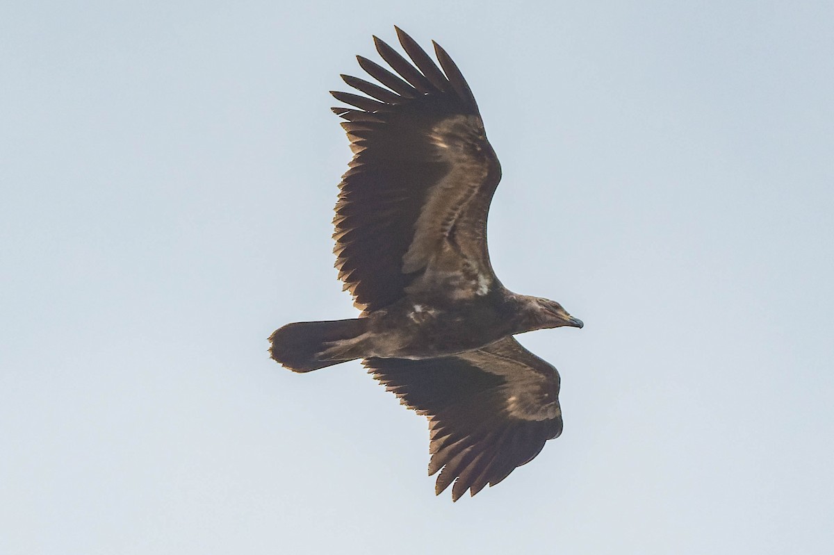 Palm-nut Vulture - ML608517563