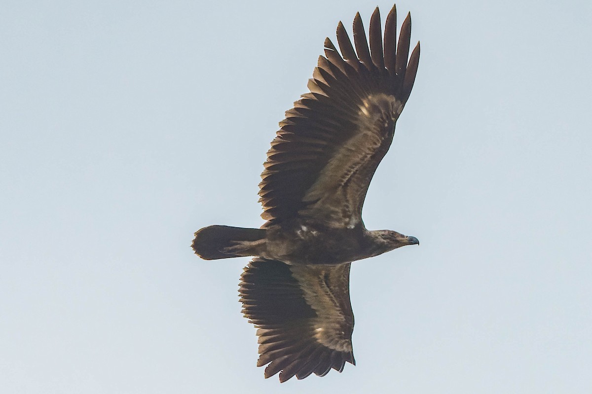 Palm-nut Vulture - ML608517564