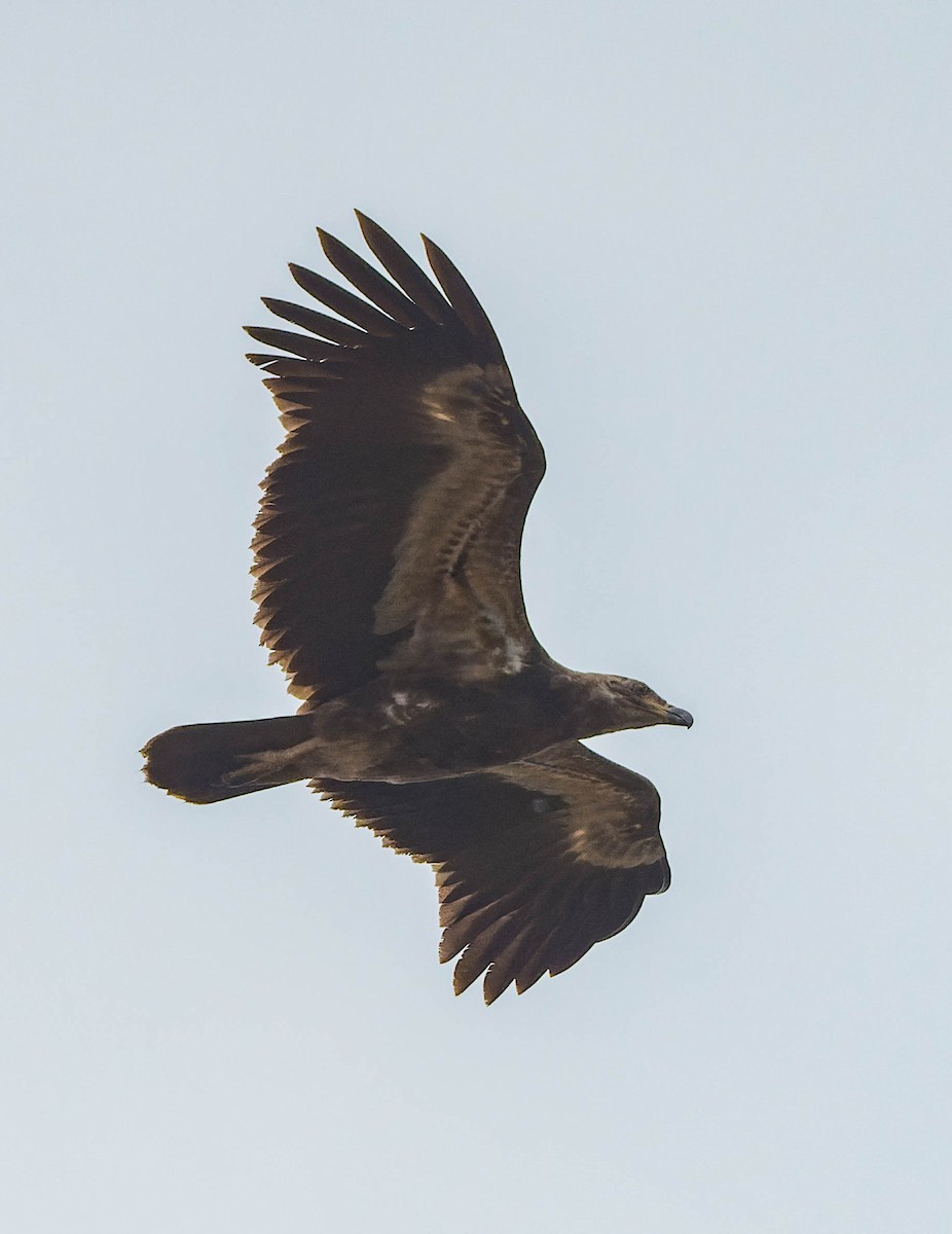 Palm-nut Vulture - ML608517565