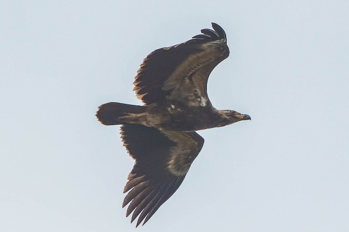Palm-nut Vulture - lucien ABAH