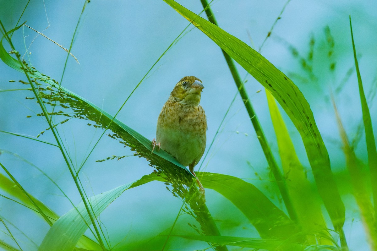 黑頭織雀 - ML608517613