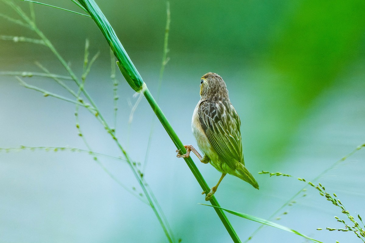 Village Weaver - lucien ABAH