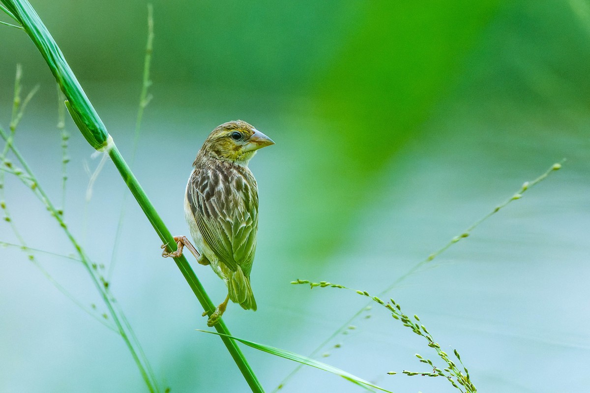 Village Weaver - lucien ABAH