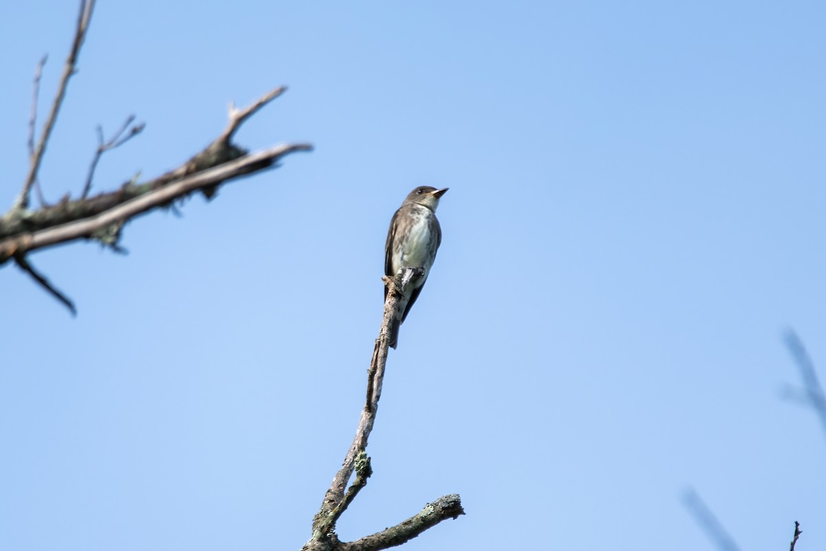 Olive-sided Flycatcher - ML608517625